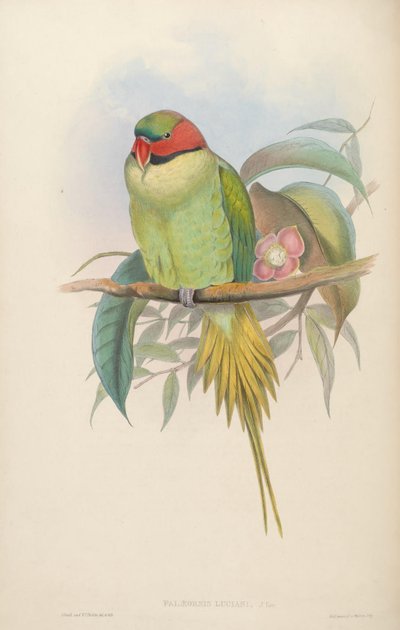 Vögel Asiens von John Gould